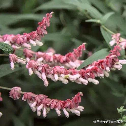 分享图片—十二生肖对应花卉