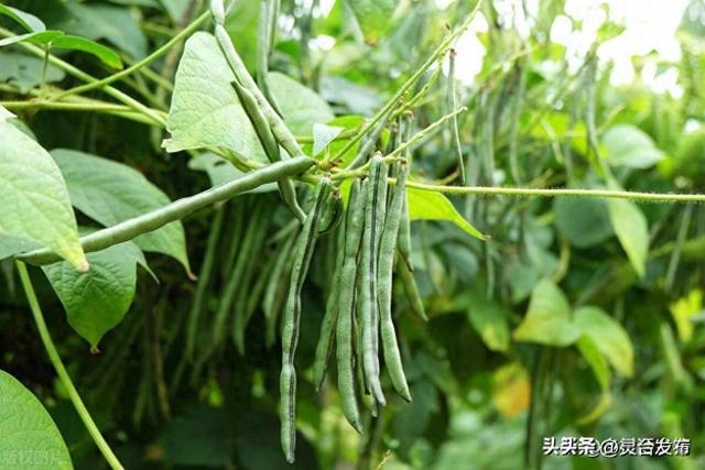 种植豆角、芸豆、架豆、四季豆，别忽视了这几点，豆角结的摘不完