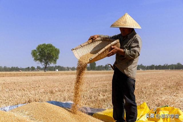 小麦持续降价！现在小麦多少钱一斤？2024年底前小麦价格还会涨吗