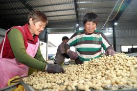 花生价格“越涨价格越低”！还有更低价格！12月3日全国花生价格