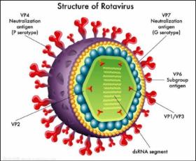 猪轮状病毒病的危害及防控措施 
