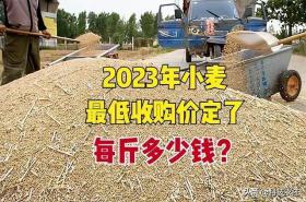 2023年小麦水稻保护价标准上涨，农民的期待与市场反应