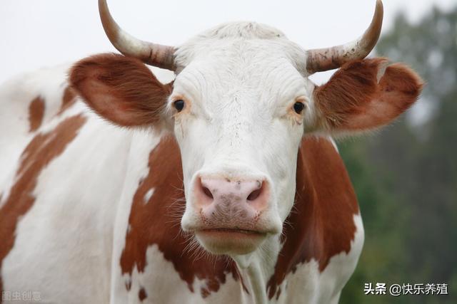 五个妙招轻松治牛病，养牛户必备技能