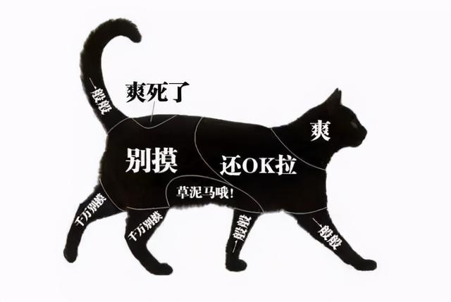 猫咪迷上拍屁股，大力点，别停！